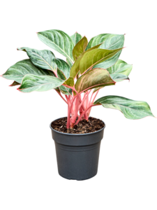 Hoya Chouke