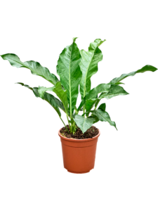 Anthurium 'Jungle King'