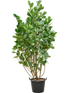 Clusia rosea