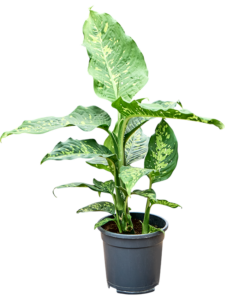 Dieffenbachia 'Spotty'