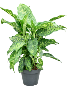 Dieffenbachia 'Spotty'