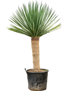Dracaena draco 'Compact'