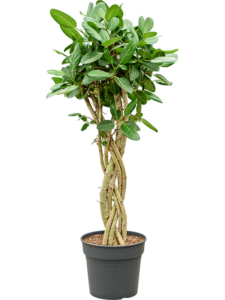 Ficus benghalensis 'Audrey'