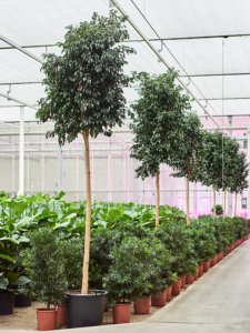 Ficus benjamina 'Danielle'