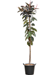 Ficus elastica 'Abidjan'