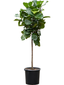 Ficus lyrata