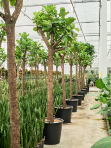 Ficus lyrata