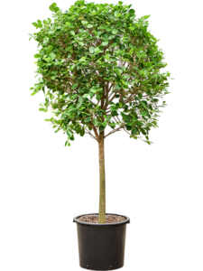 Ficus microcarpa 'Moclame'