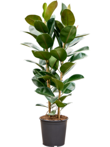 Ficus elastica 'Robusta'