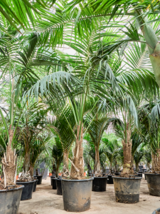 Kentia (Howea) forsteriana (360-420)