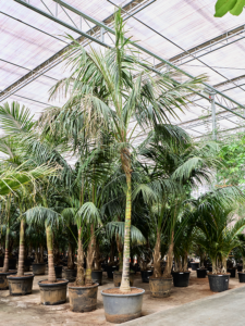 Kentia (Howea) forsteriana
