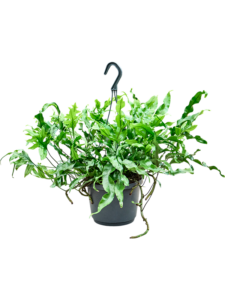 Microsorum diversifolium