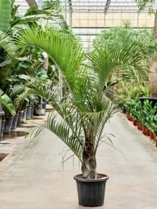 Neodypsis decaryi (160-220)