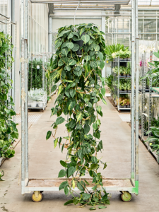 Philodendron scandens 'Brasil'