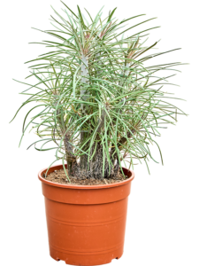 Senecio kleinia