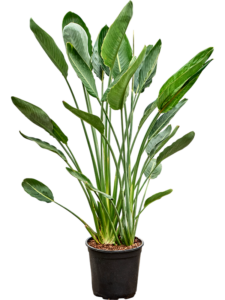 Musa 'Dwarf Cavendish'