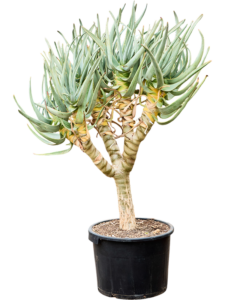 Aloe dichotoma