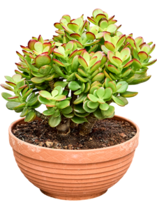 Crassula ovata 'Minor'