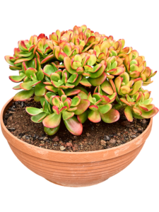 Crassula ovata 'Sunset'