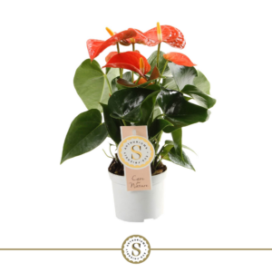 Anthurium Orange Champion