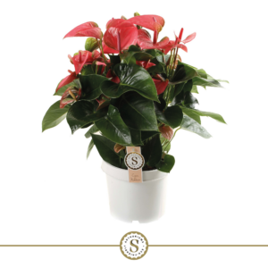 Anthurium Pink Champion