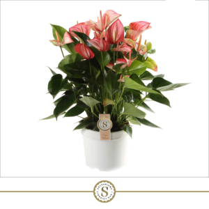 Anthurium Livium