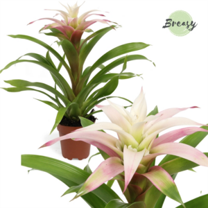 Guzmania Deseo Magical white