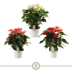 Aglaonema 'Key Lime'