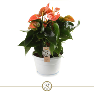 Anthurium Orange Champion