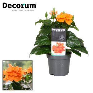 Crossandra Fortuna
