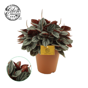 Peperomia caperata 'Rosso'