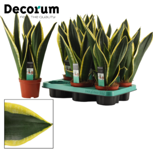Sansevieria Night Shade