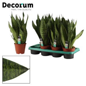 Sansevieria Super Green