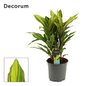 Cordyline Kiwi
