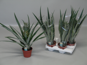 Ananas Champaca