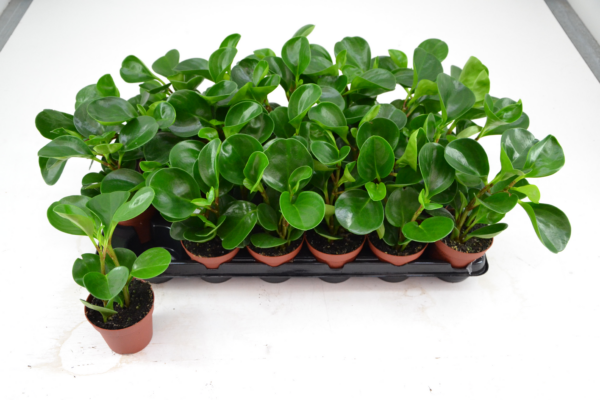 PEPEROMIA RED MARGIN