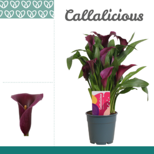 Zantedeschia