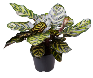 Ficus microcarpa ‘Nitida’