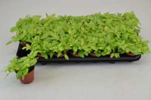 Fittonia mini Lemon