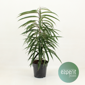 Ficus binnendijkii Alii