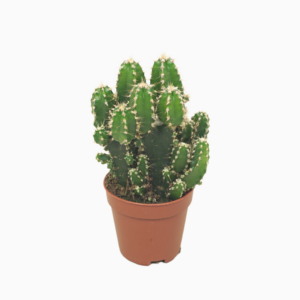 Cereus peruvianus 'Florida'