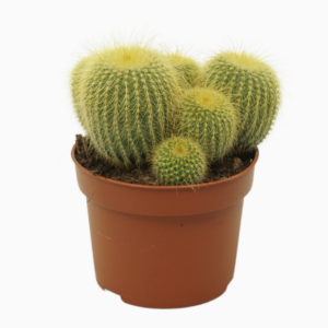 Parodia leninghausii