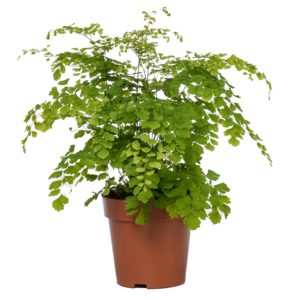 Adiantum raddianum 'Fragrans' 6/tray