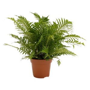 Blechnum gibbum 'Silver Lady'