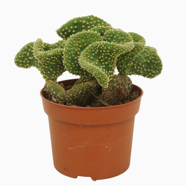 Opuntia microdasys 'Cristata'