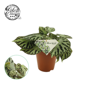 Begonia blad 'Silver Jewell'