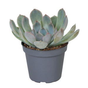 Echeveria runyonii 'Pink Edge'