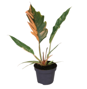 Sansevieria kirkii 'Friends' 8/tray