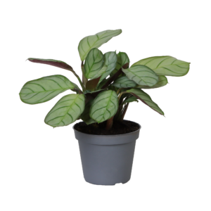 Ctenanthe amabilis Amagris