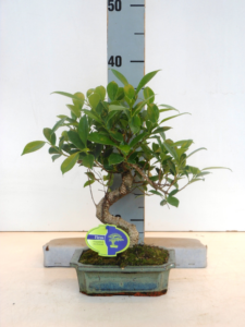 Ficus retusa